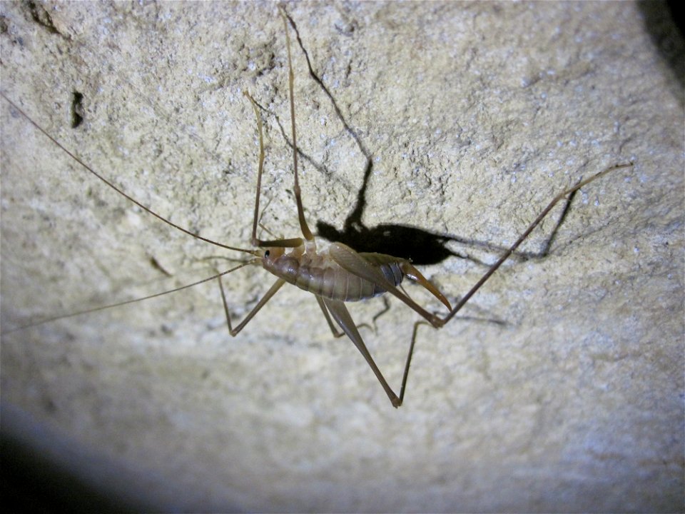 Cave cricket