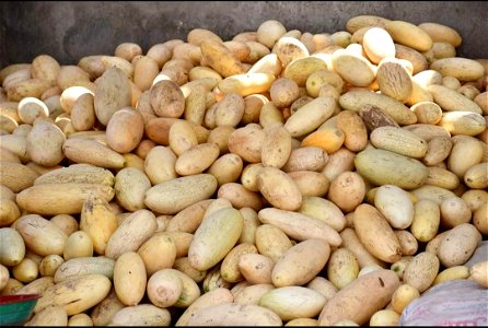 Kharbooza (Melons) of Kulachi Dera Ismail Khan  Khyber Pakhtunkhwa Pakistan 2