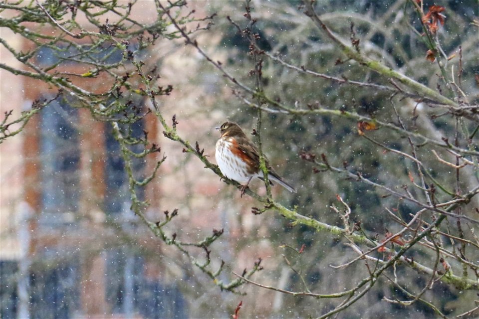 Fieldfare at Elm Court, March 2018