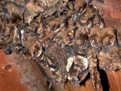 Myotis occultus colony