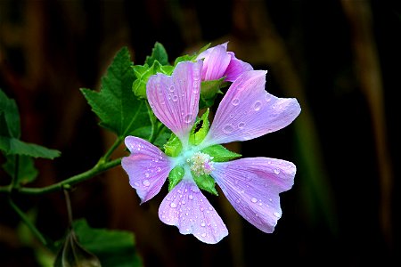 Midsummer Wildflower, Tyrian Purple