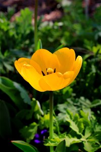 Tulip, Canary Yellow photo