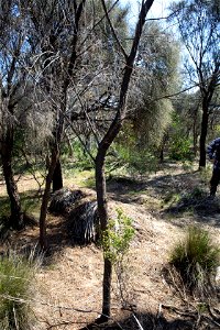 2022 site 1, SE cnr, tree 1
