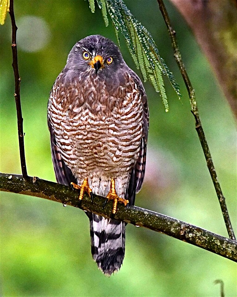Rupornis magnirostris - Gavilán caminero - Side-rode Hawk