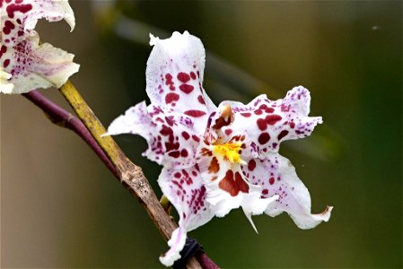 Odontoglossum cristor photo