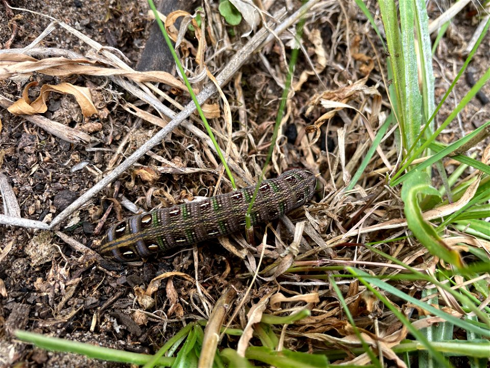 moth - Coprosma Hawk Moth