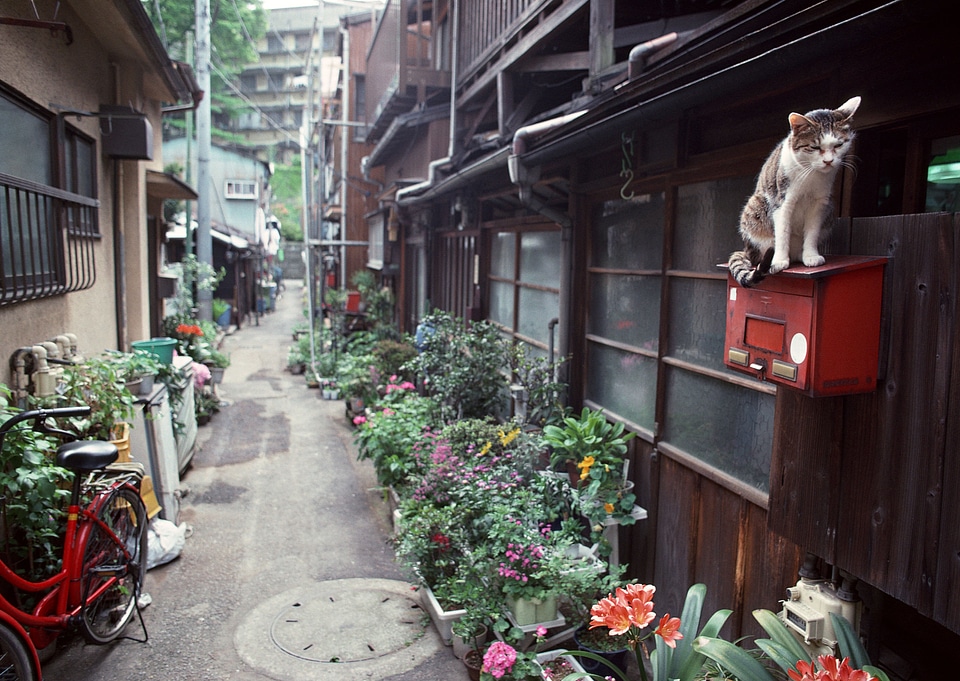 Beautiful old houses in Japan