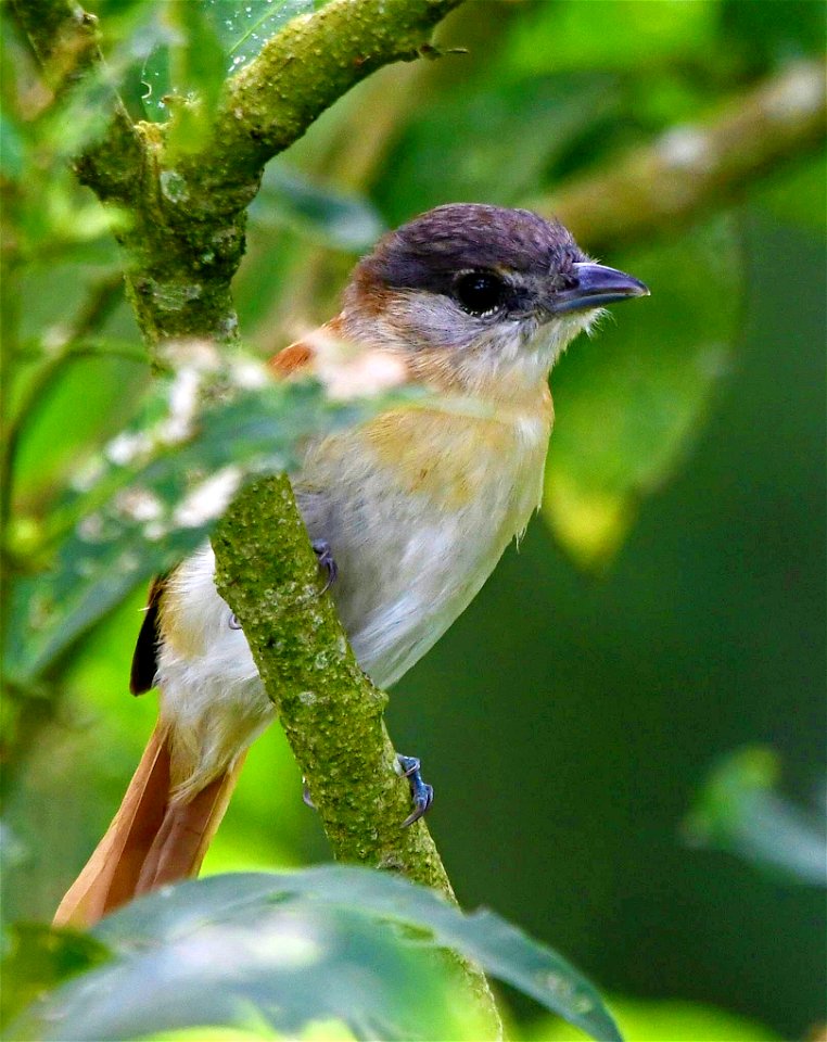 Pachyramphus rufus - Female - Juvenile