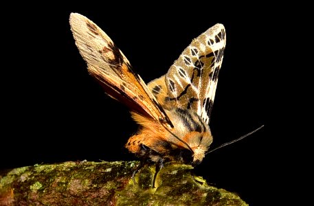 Hypercompe nemophila (Erebidae)