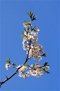 Spring Tree Blossom Against Blue Sky photo