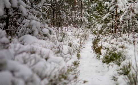 Path in the snow photo