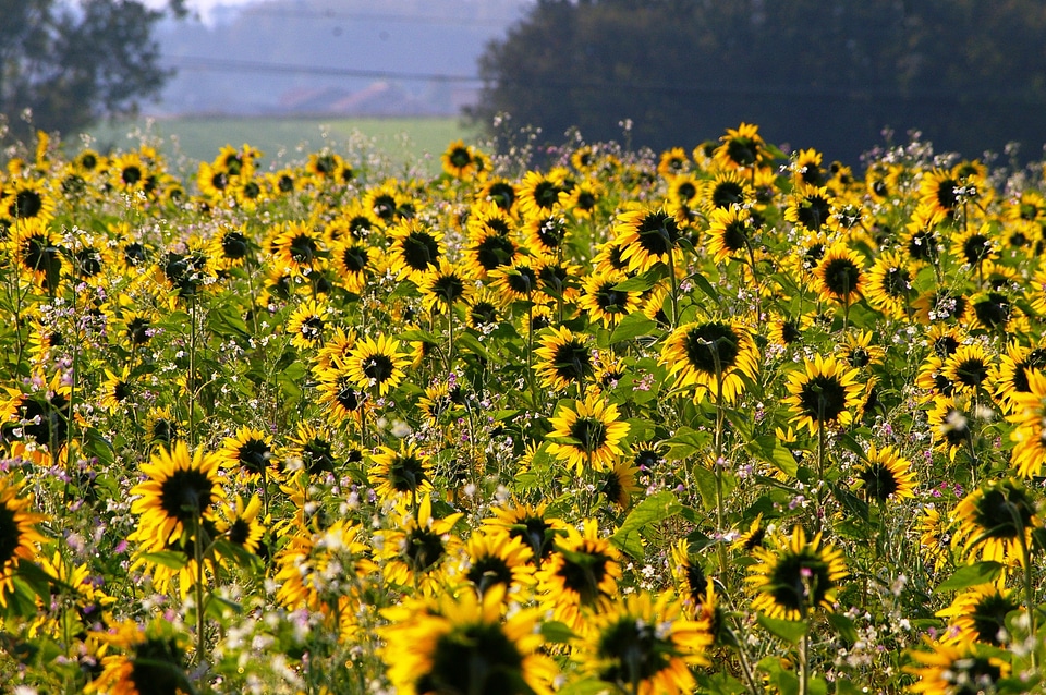 field of blooming sunflowers