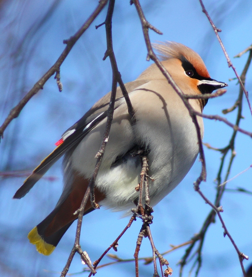 Bohemian Waxwing Bird on a branch