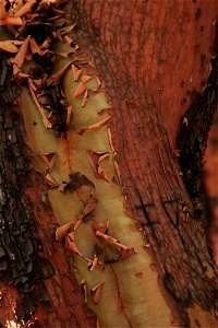 manzanita-texture