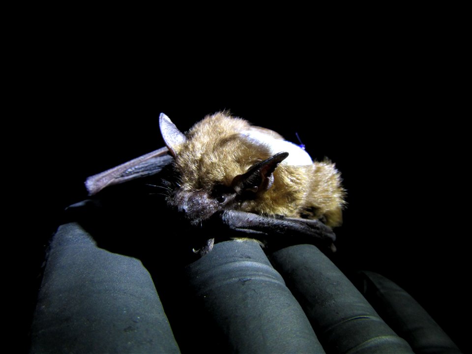 Big brown bat (Eptesicus fuscus) with datalogging backpack_02