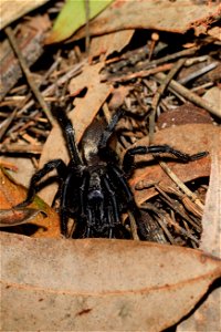 Mouse or Trapdoor spider? photo