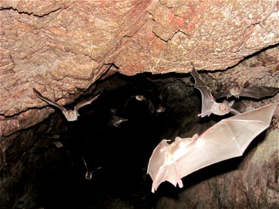 California Leaf-Nosed Bats