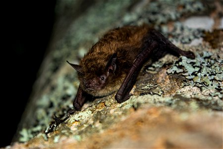 Myotis lucifugus on tree - by Jordi Segers (11)