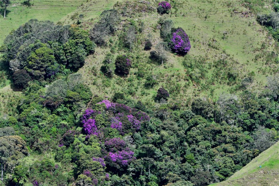 Paisaje en Quindío. Cordillera Central de Colombia. Camino Naciona. Vía a Toche y Cajamarca.