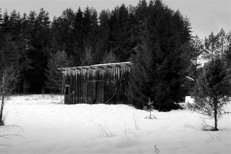 Old shed