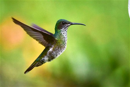 Florisuga mellivora - Colibrí collarejo - Hembra