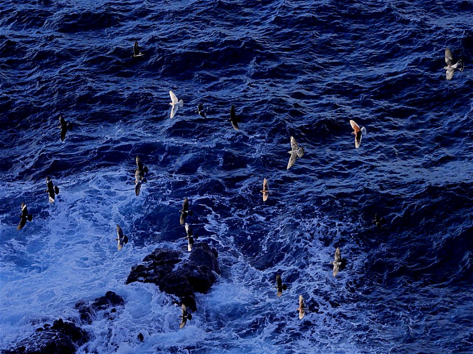 Pigeons à Grand Anse (La Réunion)