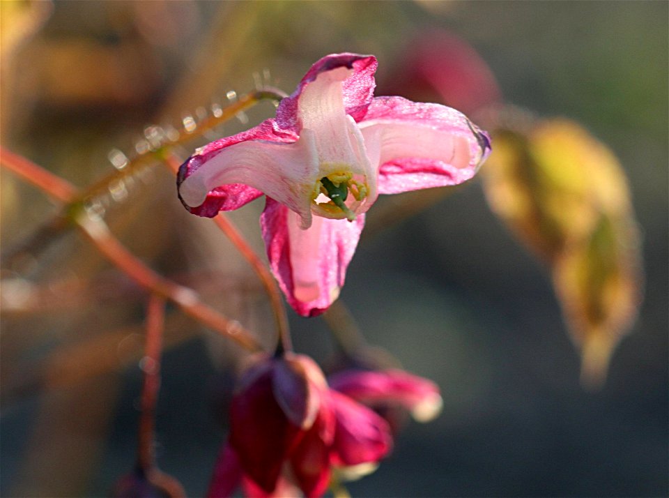 Epimedium x rubrum - Rote Elfenblume