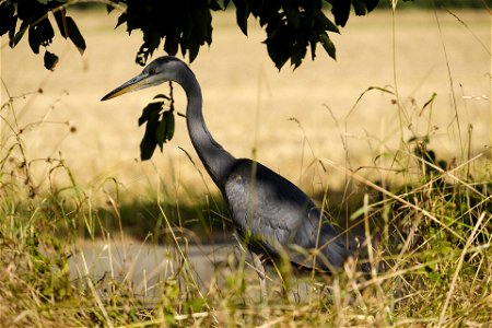 Orillia Ontario - Canada - Egret - National Audubon Society photo