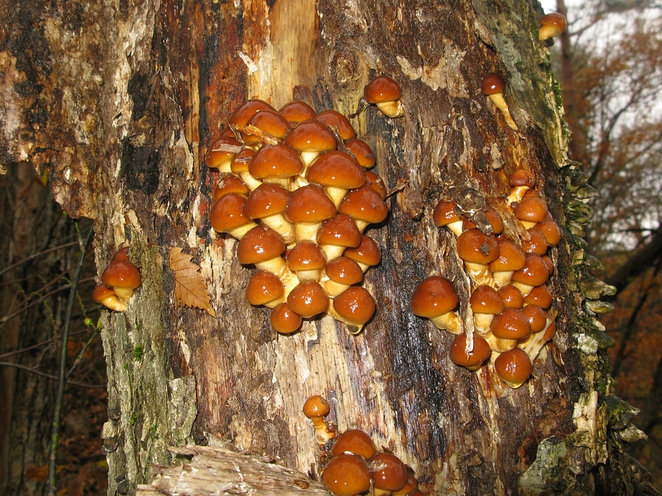 Pholiota nameko mushroom
