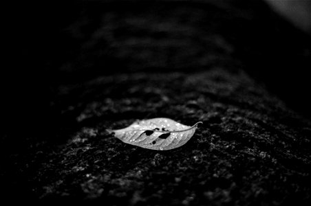 Monochrome autumn