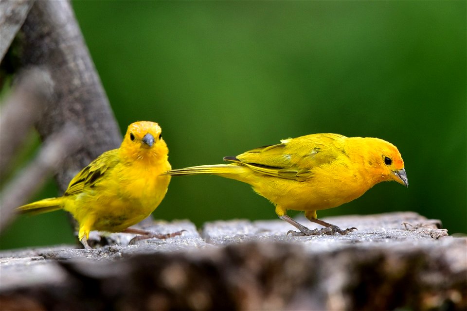 Sicalis flaveola - Canario coronado
