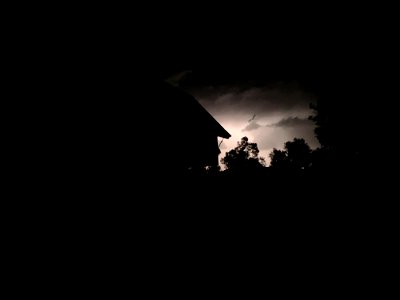 Little brown bat (Myotis lucifugus) in lightning storm