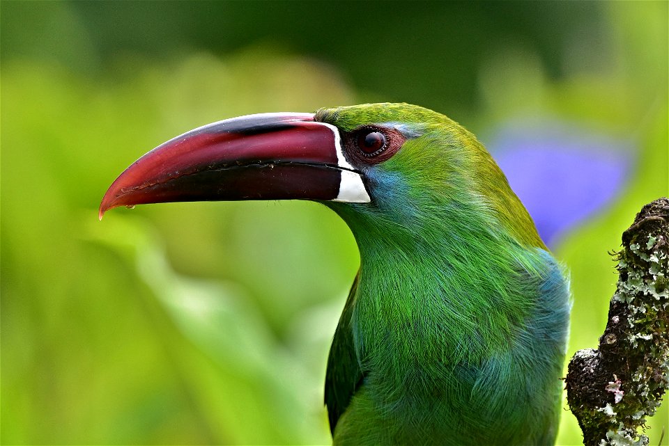 Aulacorhynchus haematopygus - Tucancito rabirrojo