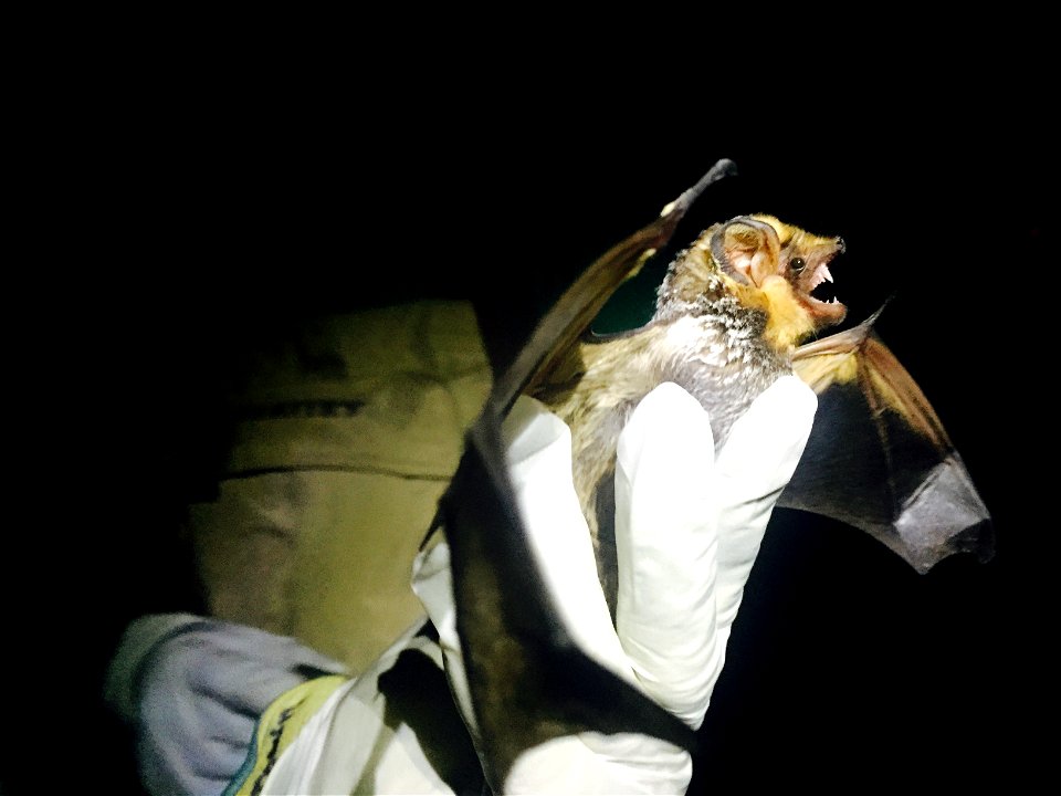 Hoary bat (Lasiurus cinereus)