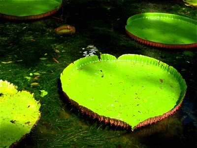 Water lily leaves photo