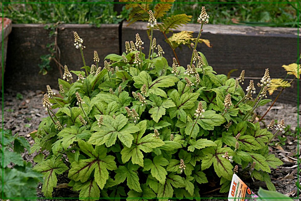 Schaumblüte - Tiarella 'Black Velvet'