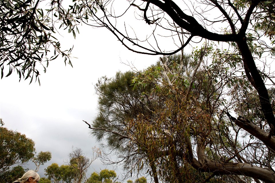 2022 Site 2, Marker 3 Tree 4 canopy