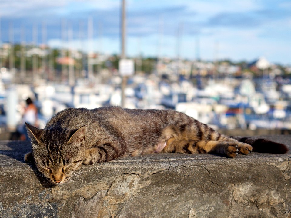 Port de Saint-Pierre