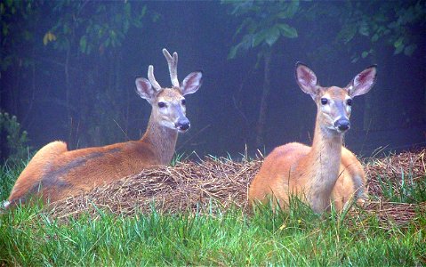 Deer couple photo