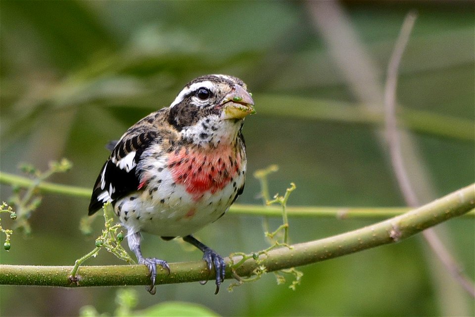 Pheucticus ludovicianus (Picogordo degollado) - Hembra