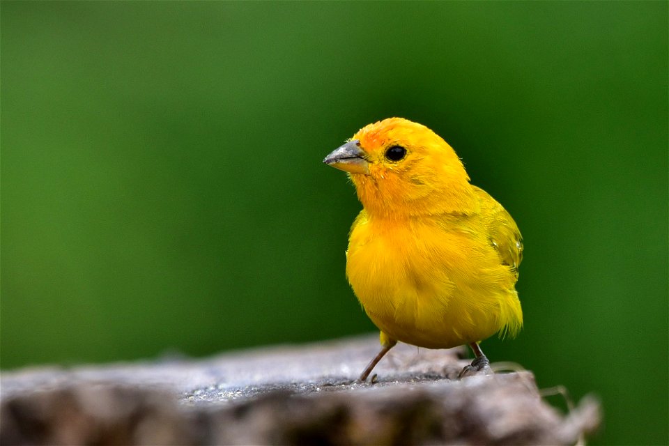 Sicalis flaveola - Canario coronado
