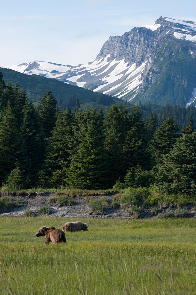 Chinitna Bay Brown Bears