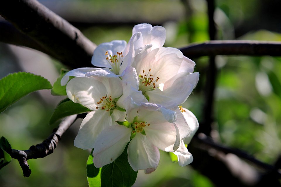 Apple Blossoms