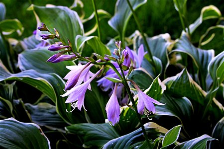Hosta Flowers, Fluid Green And Purple photo