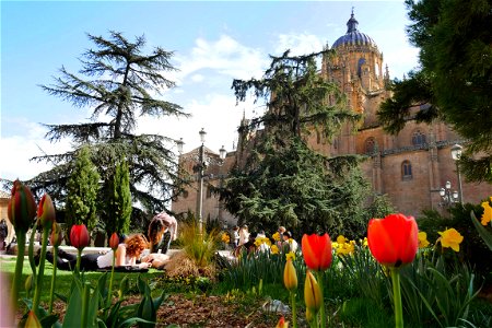 Catedral de Salamanca photo