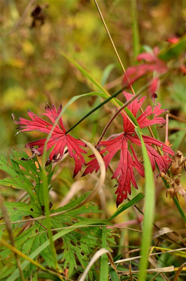 autumn forest by the river