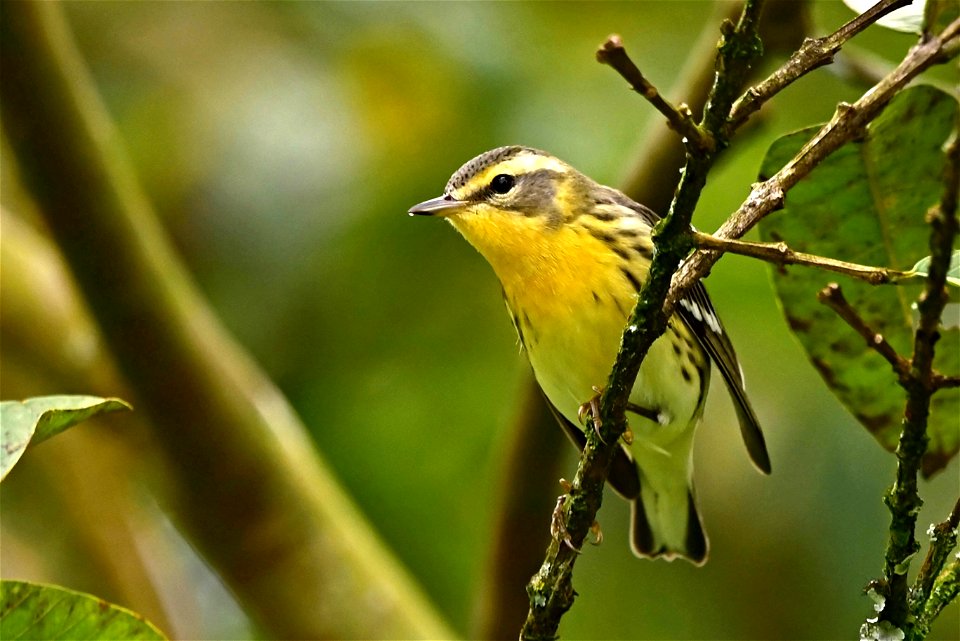 Setophaga fusca - Reinita americana