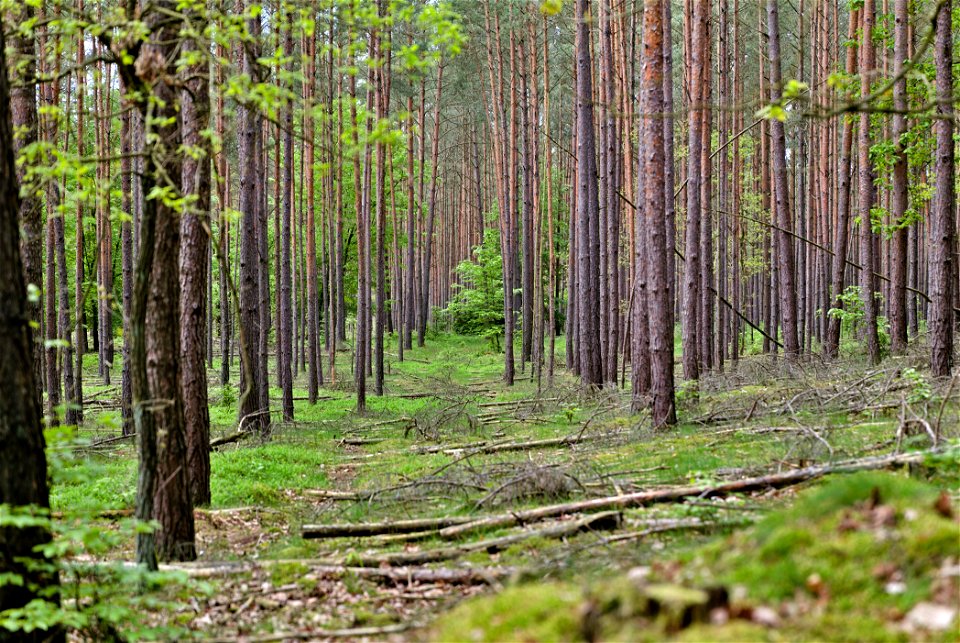 LSG Norduckermärkische Seenlandschaft 01