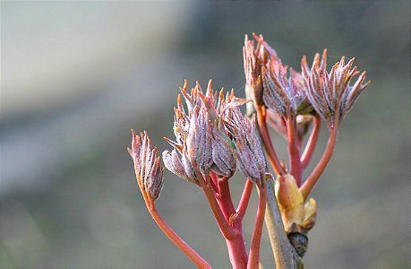 Austrieb einer Strauchpfingstrose - Tree Peony