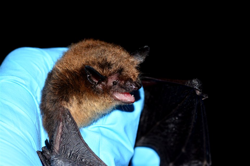 Little brown bat in hand - by Jordi Segers